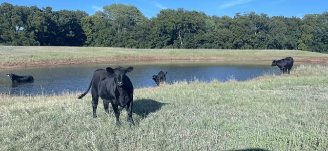 Cattle wishing it would rain again!